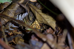 Glaucocharis selenaea