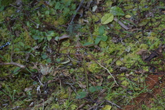 Chiloglottis cornuta