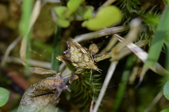 Glaucocharis selenaea