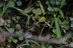 Glaucocharis selenaea