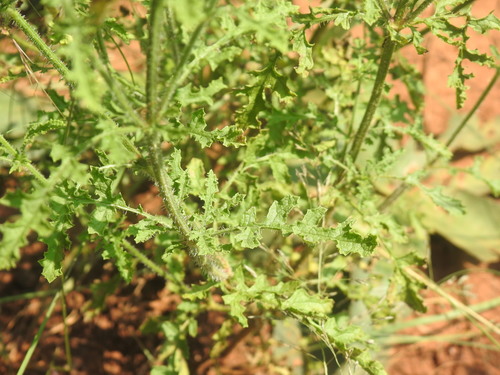 Image of Salvia runcinata by (c) Matthew Fainman, some rights reserved (CC BY)