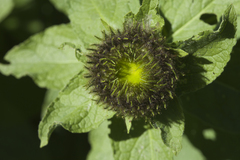 Pentanema orientale