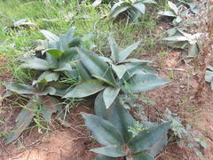 Ledebouria ovatifolia