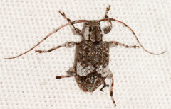 Astylopsis macula