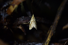 Glaucocharis selenaea