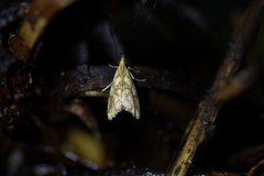 Glaucocharis selenaea