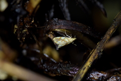 Glaucocharis selenaea