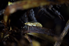 Glaucocharis selenaea