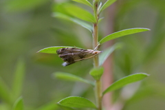 Glaucocharis harmonica