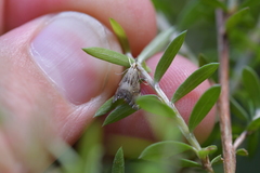Glaucocharis harmonica
