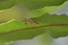 Glaucocharis auriscriptella