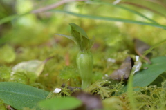 Chiloglottis cornuta