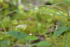 Chiloglottis cornuta