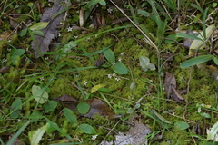 Chiloglottis cornuta