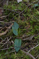Chiloglottis cornuta