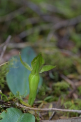 Chiloglottis cornuta