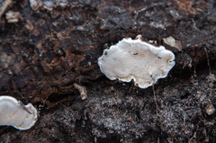 Heterobasidion parviporum