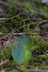 Chiloglottis cornuta
