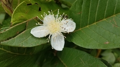 Psidium guajava image