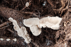 Heterobasidion parviporum