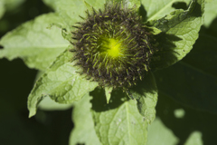 Pentanema orientale