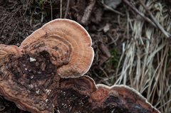 Heterobasidion parviporum