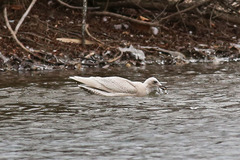 Larus glaucoides