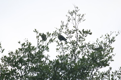 Treron formosae formosae