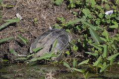 Malayemys macrocephala