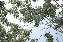 Treron formosae formosae