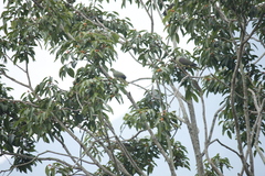 Treron formosae formosae