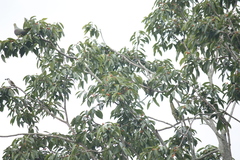 Treron formosae formosae