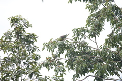 Treron formosae formosae