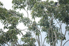 Treron formosae formosae