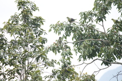 Treron formosae formosae