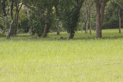 Phasianus colchicus formosanus