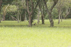 Phasianus colchicus formosanus