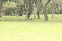 Phasianus colchicus formosanus