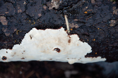 Heterobasidion parviporum