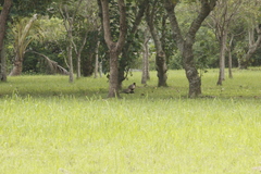 Phasianus colchicus formosanus