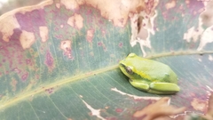 Heterixalus betsileo