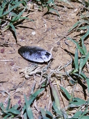 Gyna caffrorum