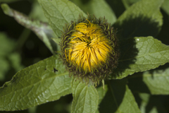 Pentanema orientale