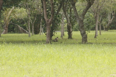 Phasianus colchicus formosanus