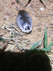 Gyna caffrorum