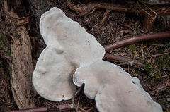 Heterobasidion parviporum