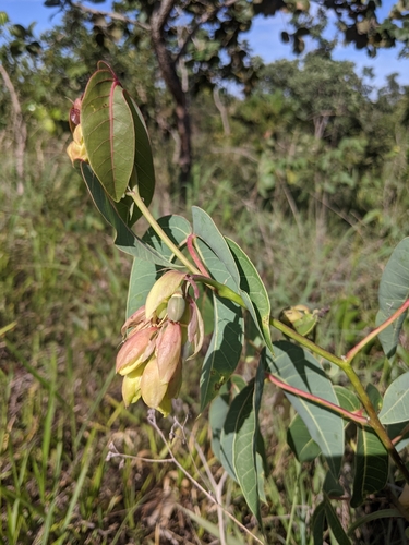 Manihot violacea