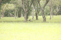 Phasianus colchicus formosanus