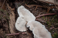 Heterobasidion parviporum