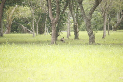 Phasianus colchicus formosanus